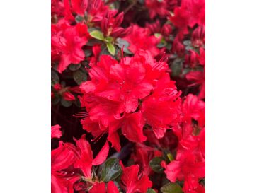 'Čertoryje' - Azalia japońska
Rhododendron 'Čertoryje'
(Brunella x Kroměříž)
