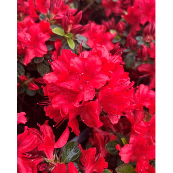 'Čertoryje' - Azalia japońska
Rhododendron 'Čertoryje'
(Brunella x Kroměříž)