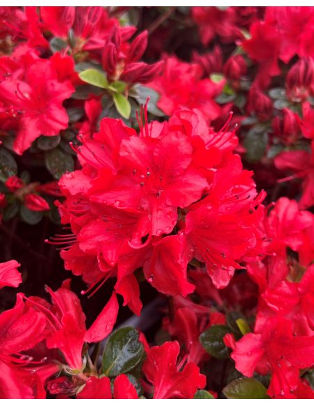 'Čertoryje' - Azalia japońska
Rhododendron 'Čertoryje'
(Brunella x Kroměříž)