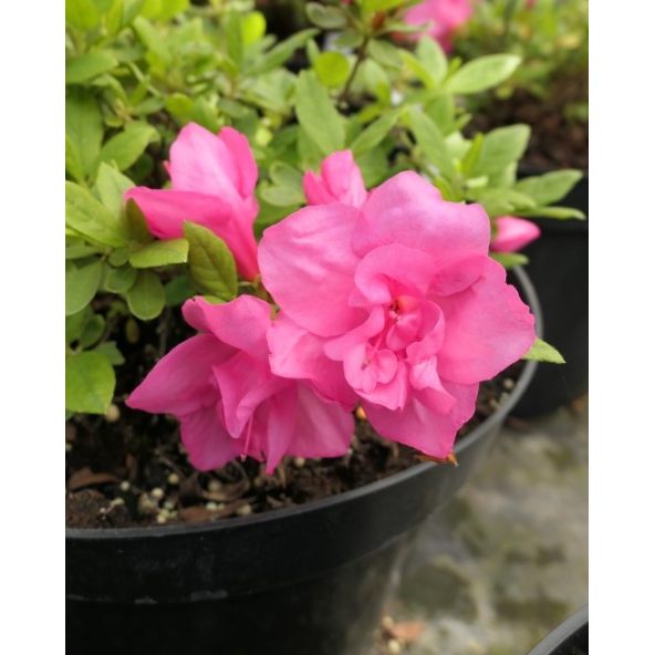 'Double Beauty' - azalia japońska
Rhododendron 'Double Beauty'