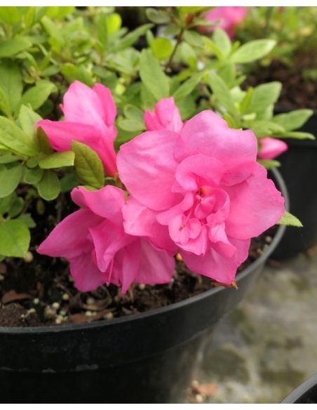 'Double Beauty' - azalia japońska
Rhododendron 'Double Beauty'