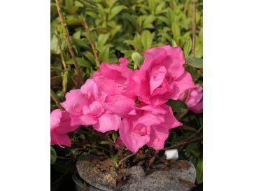 'Double Beauty' - azalia japońska
Rhododendron 'Double Beauty'