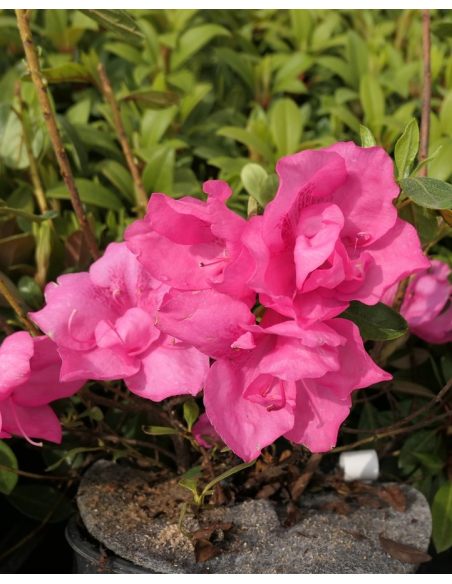'Double Beauty' - azalia japońska
Rhododendron 'Double Beauty'