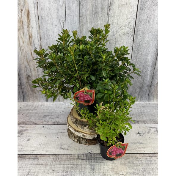 'Double Beauty' - azalia japońska
Rhododendron 'Double Beauty'