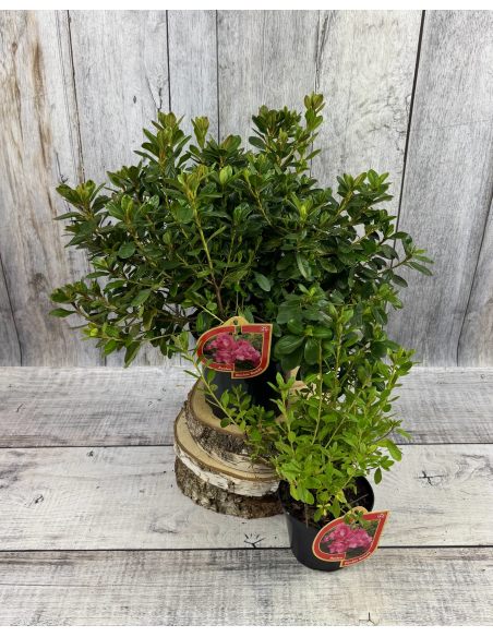 'Double Beauty' - azalia japońska
Rhododendron 'Double Beauty'