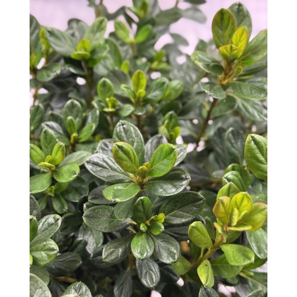 'Double Beauty' - azalia japońska
Rhododendron 'Double Beauty'