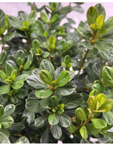 'Double Beauty' - azalia japońska
Rhododendron 'Double Beauty'