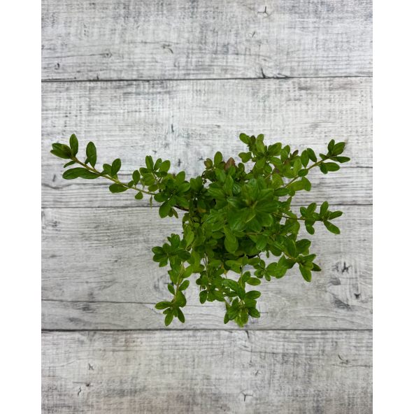 'Double Beauty' - azalia japońska
Rhododendron 'Double Beauty'