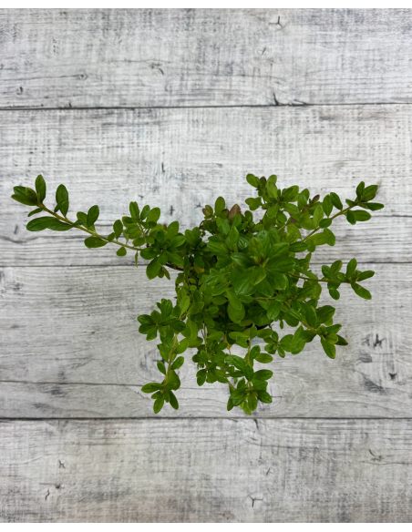 'Double Beauty' - azalia japońska
Rhododendron 'Double Beauty'