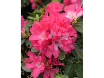 'Izumi-no-mai' - azalia japońska
Rhododendron 'Izumi-no-mai'