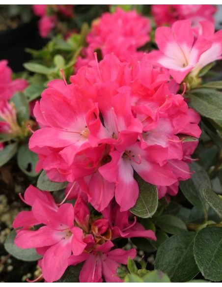 'Izumi-no-mai' - azalia japońska
Rhododendron 'Izumi-no-mai'