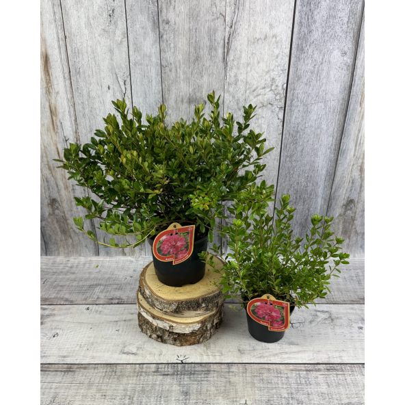 'Izumi-no-mai' - azalia japońska
Rhododendron 'Izumi-no-mai'