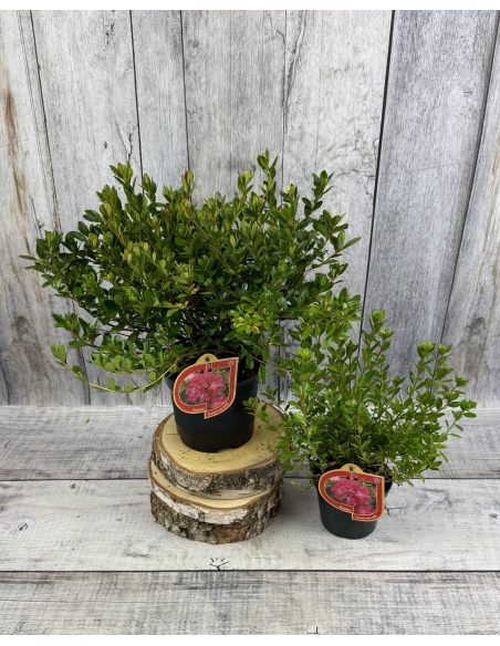 'Izumi-no-mai' - azalia japońska
Rhododendron 'Izumi-no-mai'