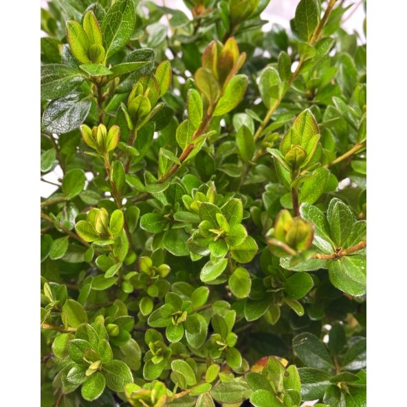 'Izumi-no-mai' - azalia japońska
Rhododendron 'Izumi-no-mai'