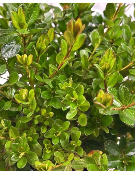 'Izumi-no-mai' - azalia japońska
Rhododendron 'Izumi-no-mai'