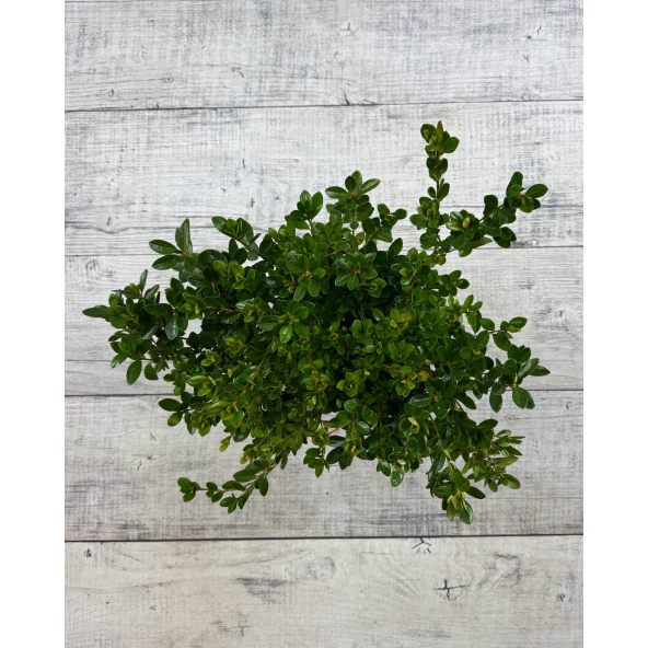 'Izumi-no-mai' - azalia japońska
Rhododendron 'Izumi-no-mai'