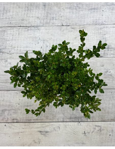 'Izumi-no-mai' - azalia japońska
Rhododendron 'Izumi-no-mai'