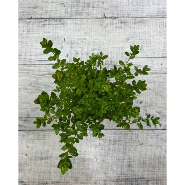 'Izumi-no-mai' - azalia japońska
Rhododendron 'Izumi-no-mai'