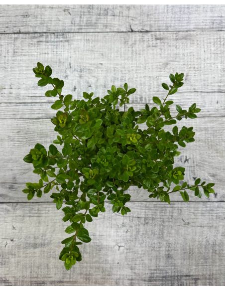 'Izumi-no-mai' - azalia japońska
Rhododendron 'Izumi-no-mai'
