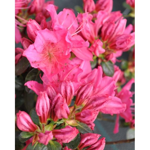 'Katja' - azalia japońska
Rhododendron 'Katja'