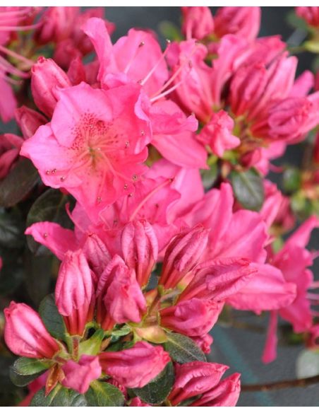 'Katja' - azalia japońska
Rhododendron 'Katja'