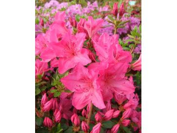 'Katja' - azalia japońska
Rhododendron 'Katja'