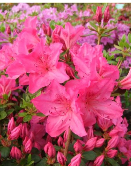 'Katja' - azalia japońska
Rhododendron 'Katja'