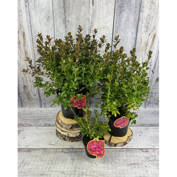 'Katja' - azalia japońska
Rhododendron 'Katja'