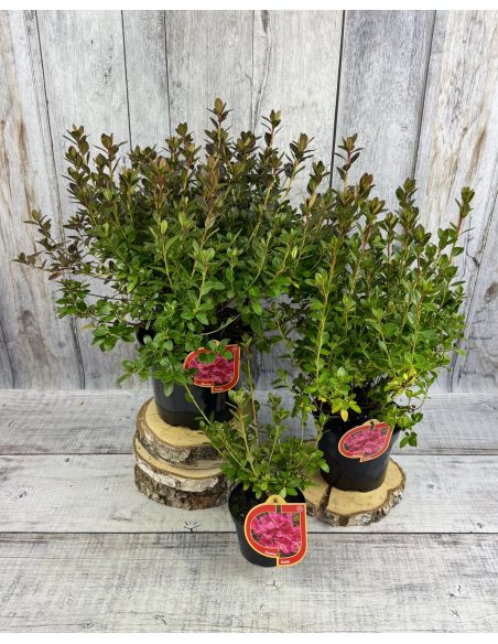 'Katja' - azalia japońska
Rhododendron 'Katja'