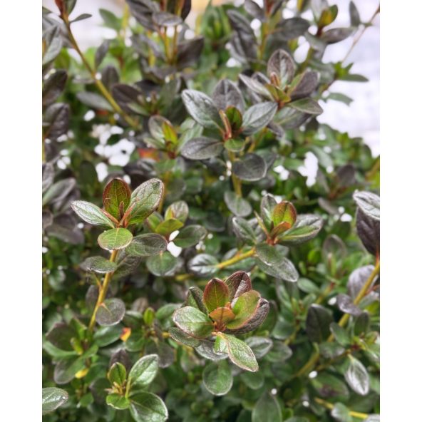 'Katja' - azalia japońska
Rhododendron 'Katja'