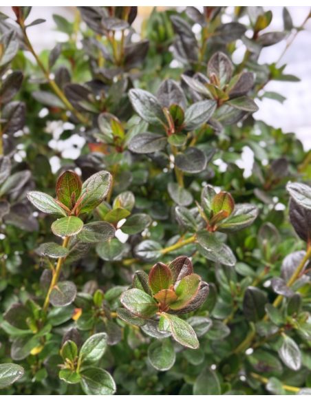 'Katja' - azalia japońska
Rhododendron 'Katja'