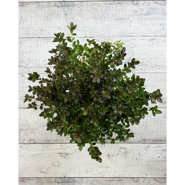 'Katja' - azalia japońska
Rhododendron 'Katja'