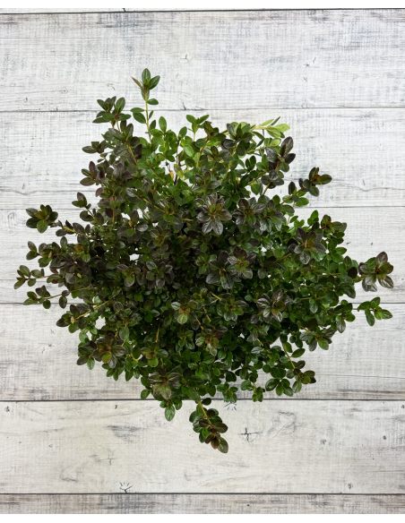 'Katja' - azalia japońska
Rhododendron 'Katja'