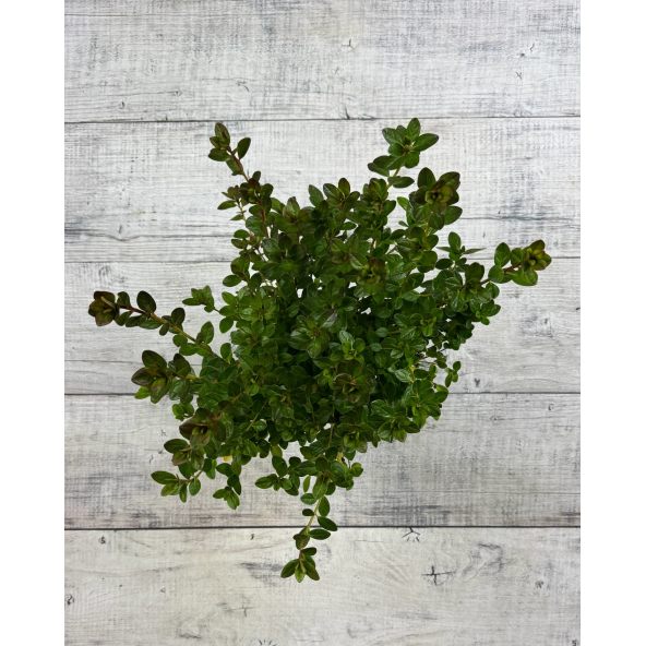 'Katja' - azalia japońska
Rhododendron 'Katja'