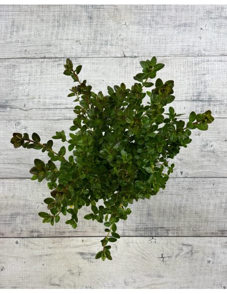 'Katja' - azalia japońska
Rhododendron 'Katja'