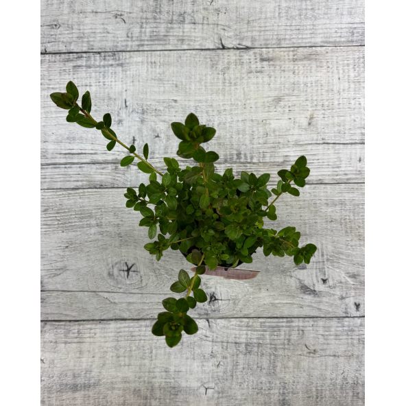 'Katja' - azalia japońska
Rhododendron 'Katja'