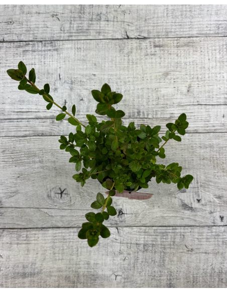 'Katja' - azalia japońska
Rhododendron 'Katja'