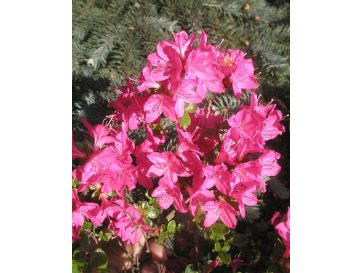'Kermesina' - azalia japońśka
Rhododendron 'Kermesina'