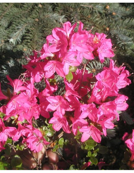 'Kermesina' - azalia japońśka
Rhododendron 'Kermesina'