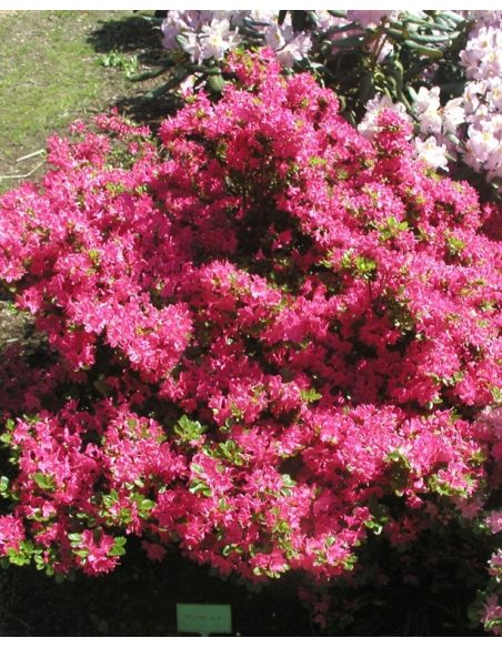 'Kermesina' - azalia japońśka
Rhododendron 'Kermesina'