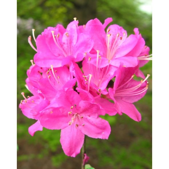 'Kermesina' - azalia japońśka
Rhododendron 'Kermesina'