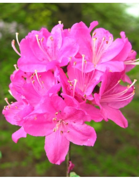 'Kermesina' - azalia japońśka
Rhododendron 'Kermesina'