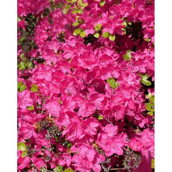'Kermesina' - azalia japońśka
Rhododendron 'Kermesina'
