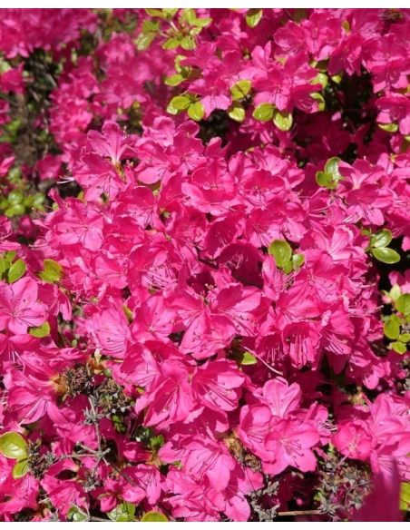 'Kermesina' - azalia japońśka
Rhododendron 'Kermesina'