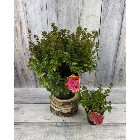 'Kermesina' - azalia japońśka
Rhododendron 'Kermesina'