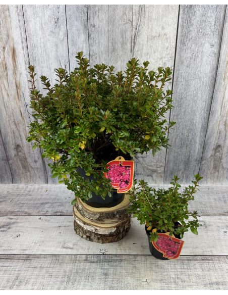 'Kermesina' - azalia japońśka
Rhododendron 'Kermesina'