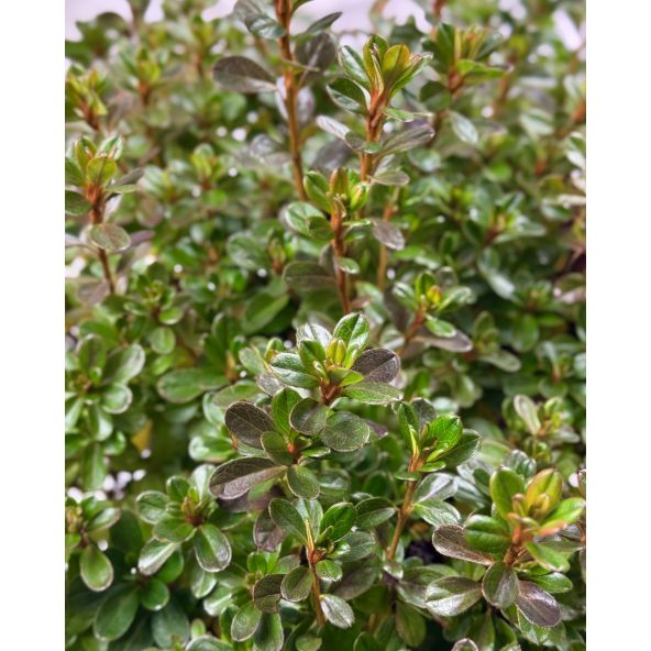 'Kermesina' - azalia japońśka
Rhododendron 'Kermesina'