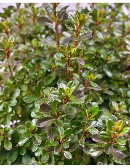 'Kermesina' - azalia japońśka
Rhododendron 'Kermesina'