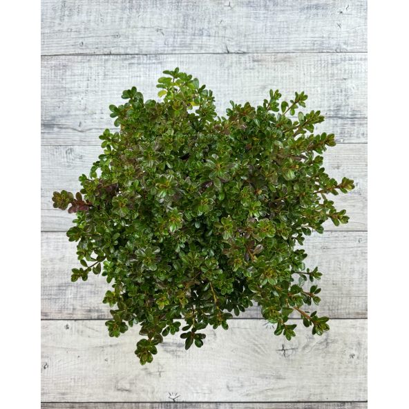 'Kermesina' - azalia japońśka
Rhododendron 'Kermesina'