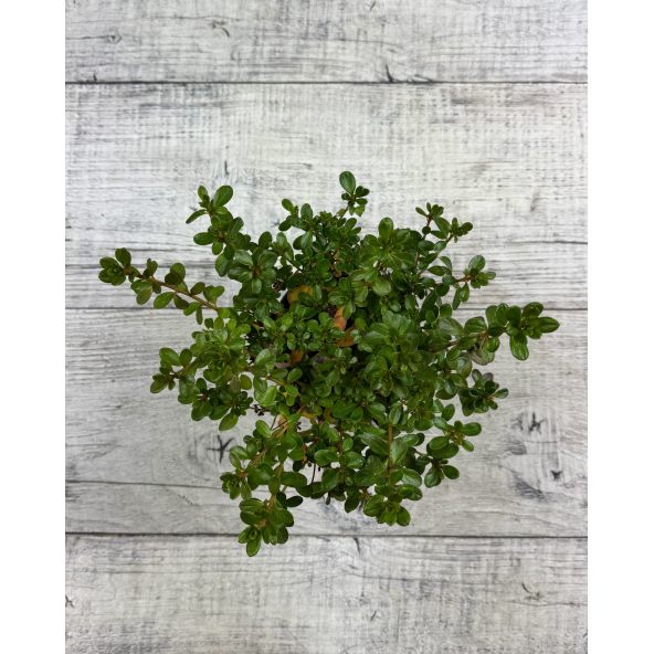 'Kermesina' - azalia japońśka
Rhododendron 'Kermesina'